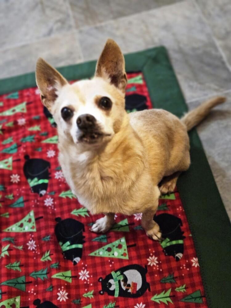 Enlarge Furrari BONDED with Kisha, a Adoptable mixed breed in Winter Garden, FL image 2/2