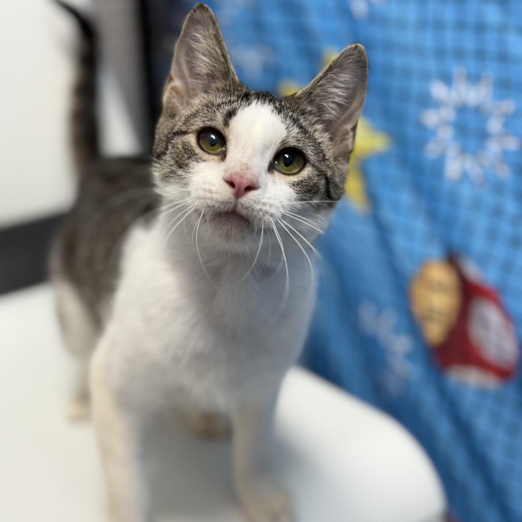 Enlarge Carrot, a Adoptable Domestic Short Hair in Ridgely, MD image 1/6
