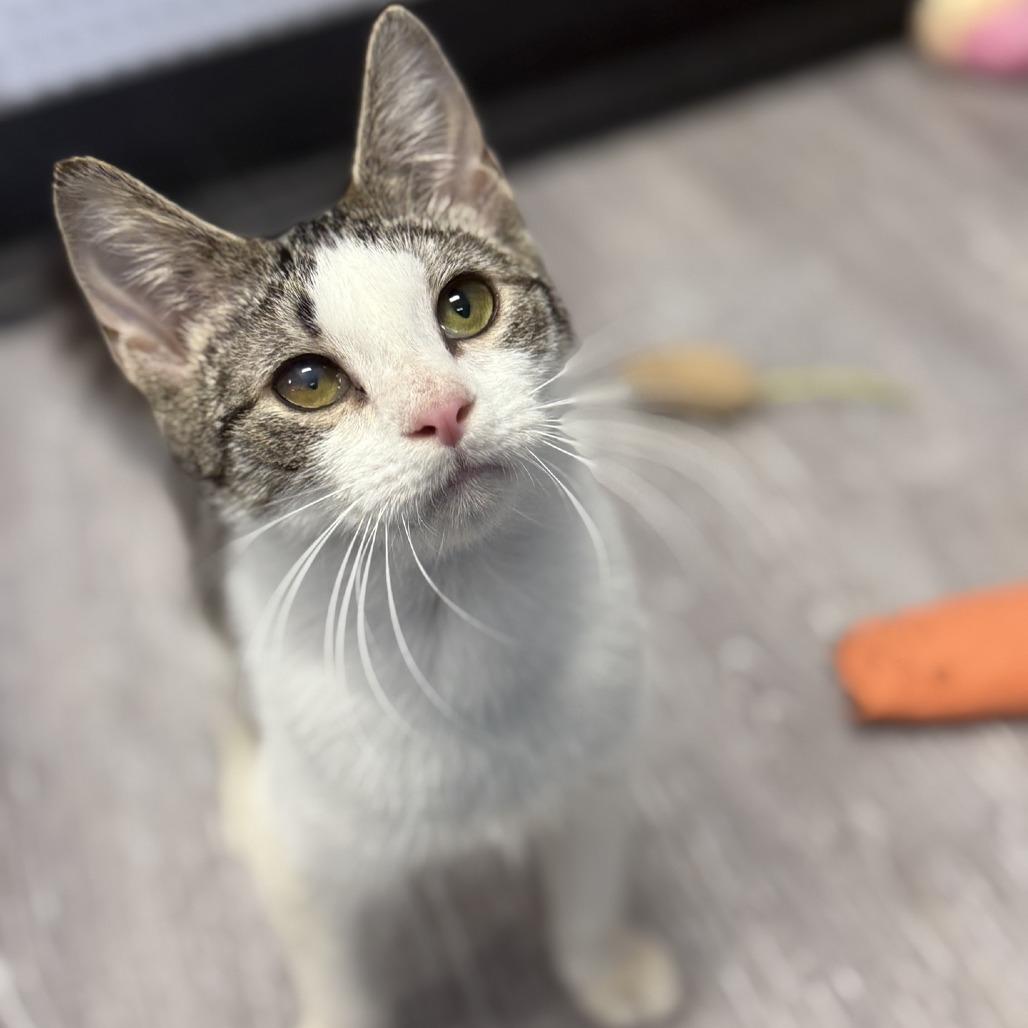 Enlarge Carrot, a Adoptable Domestic Short Hair in Ridgely, MD image 2/6