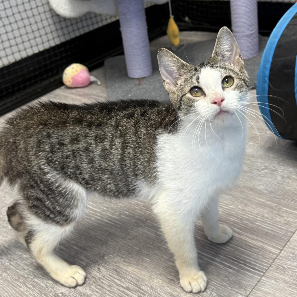 Enlarge Carrot, a Adoptable Domestic Short Hair in Ridgely, MD image 3/6