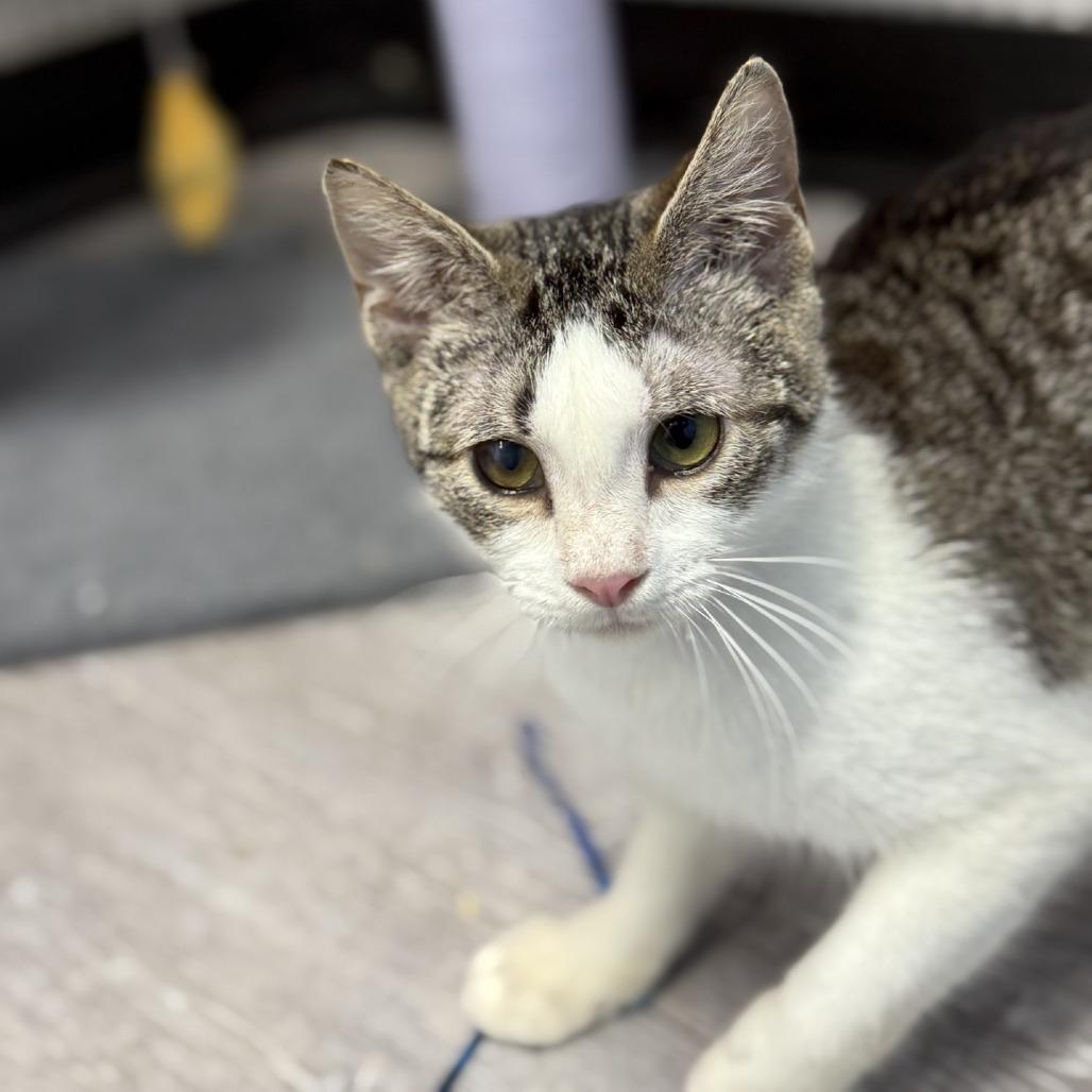 Enlarge Carrot, a Adoptable Domestic Short Hair in Ridgely, MD image 4/6