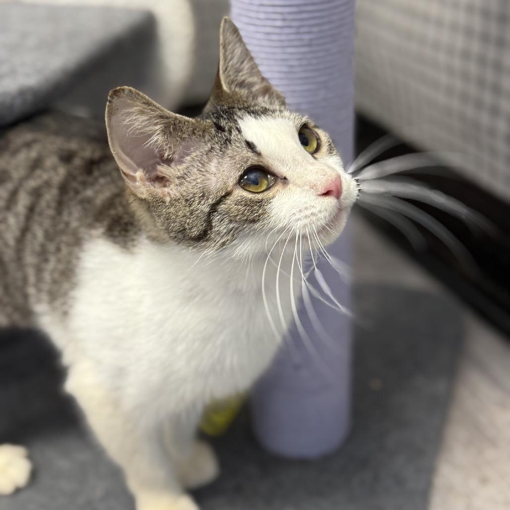 Enlarge Carrot, a Adoptable Domestic Short Hair in Ridgely, MD image 5/6