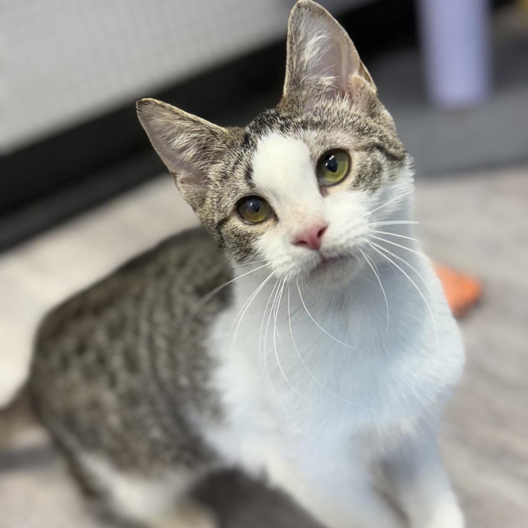Enlarge Carrot, a Adoptable Domestic Short Hair in Ridgely, MD image 6/6