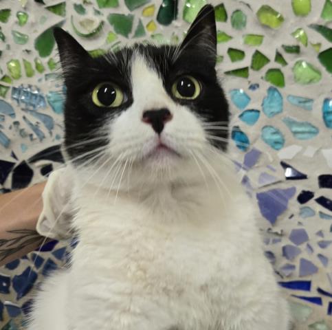 Enlarge RAKAN, a Adoptable Domestic Short Hair in Pensacola, FL image 1/1