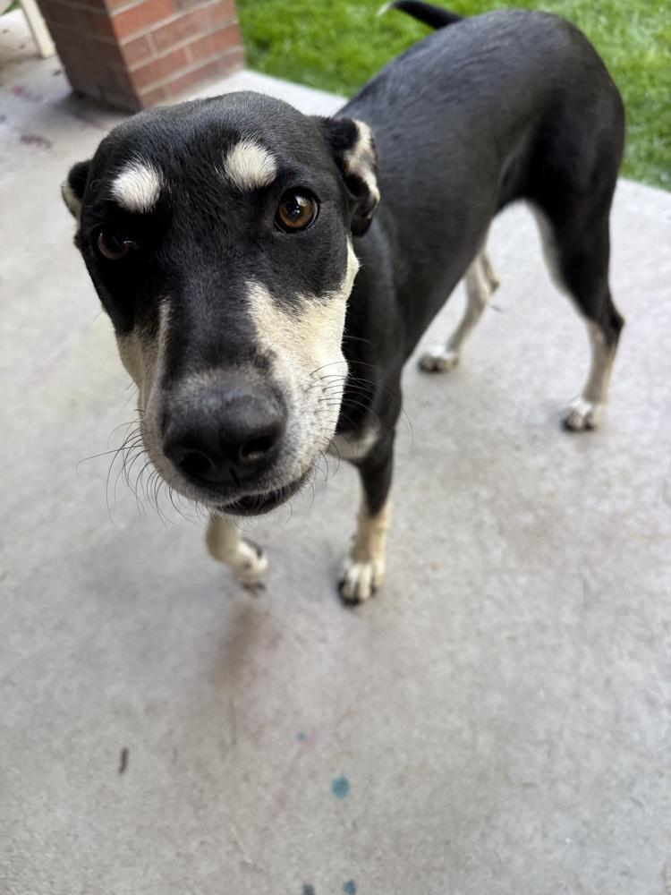 Enlarge GYPSY, a Adoptable Shepherd in Broomfield, CO image 1/5