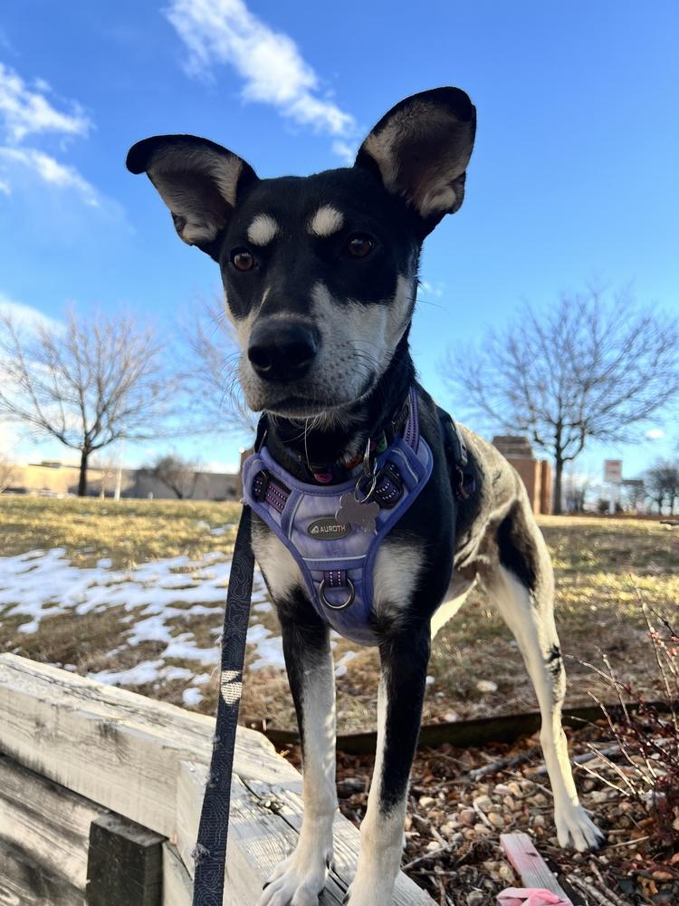 Enlarge GYPSY, a Adoptable Shepherd in Broomfield, CO image 2/5