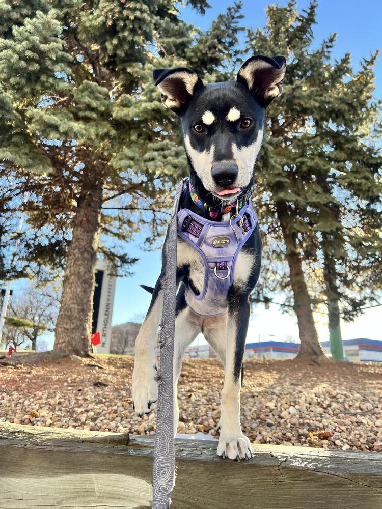Enlarge GYPSY, a Adoptable Shepherd in Broomfield, CO image 3/5