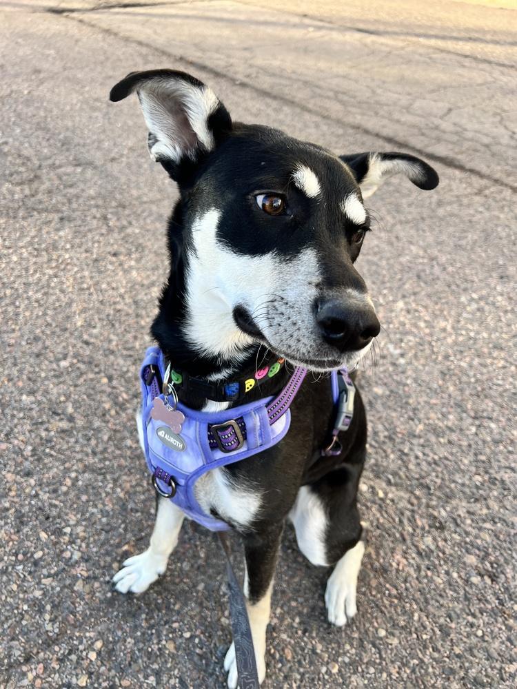 Enlarge GYPSY, a Adoptable Shepherd in Broomfield, CO image 4/5