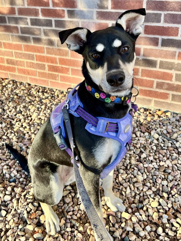 Enlarge GYPSY, a Adoptable Shepherd in Broomfield, CO image 5/5