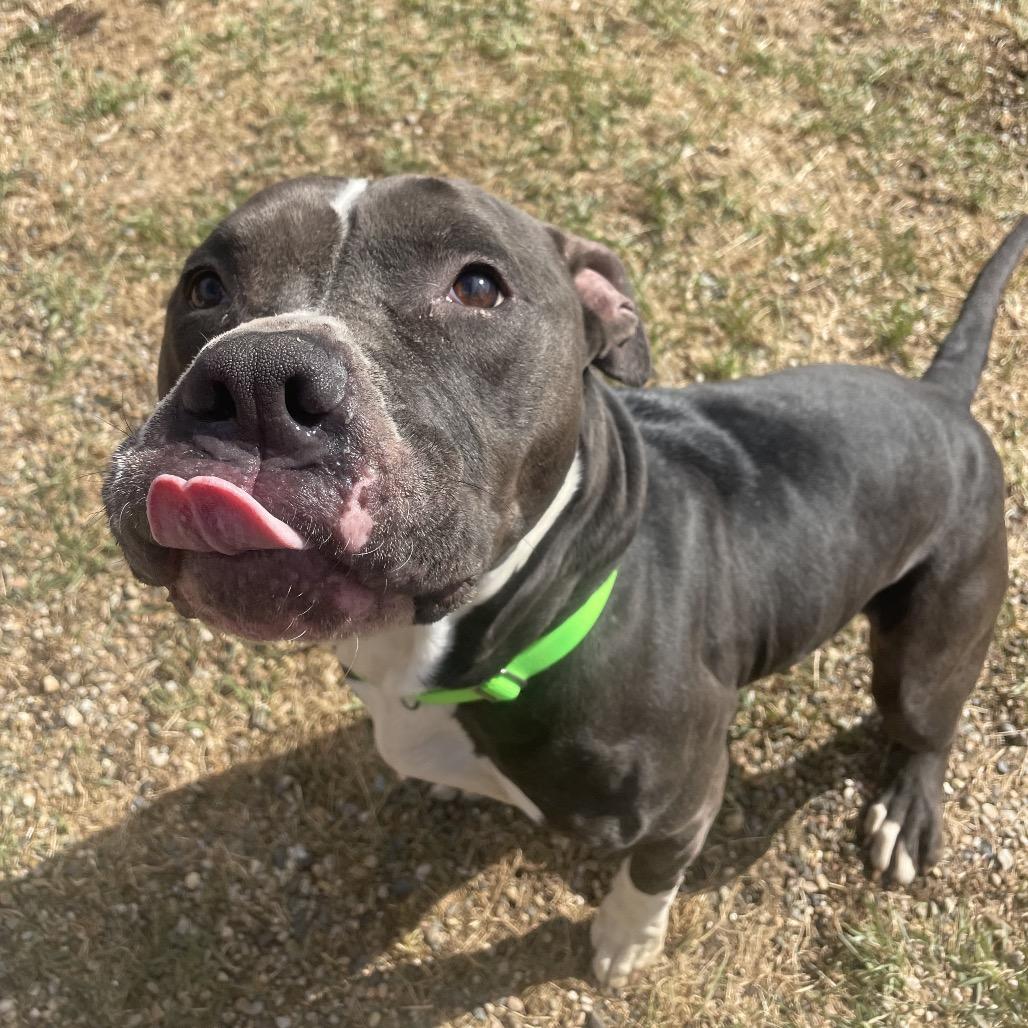 Enlarge Socxs, a Adoptable American Bulldog in West Des Moines, IA image 1/4