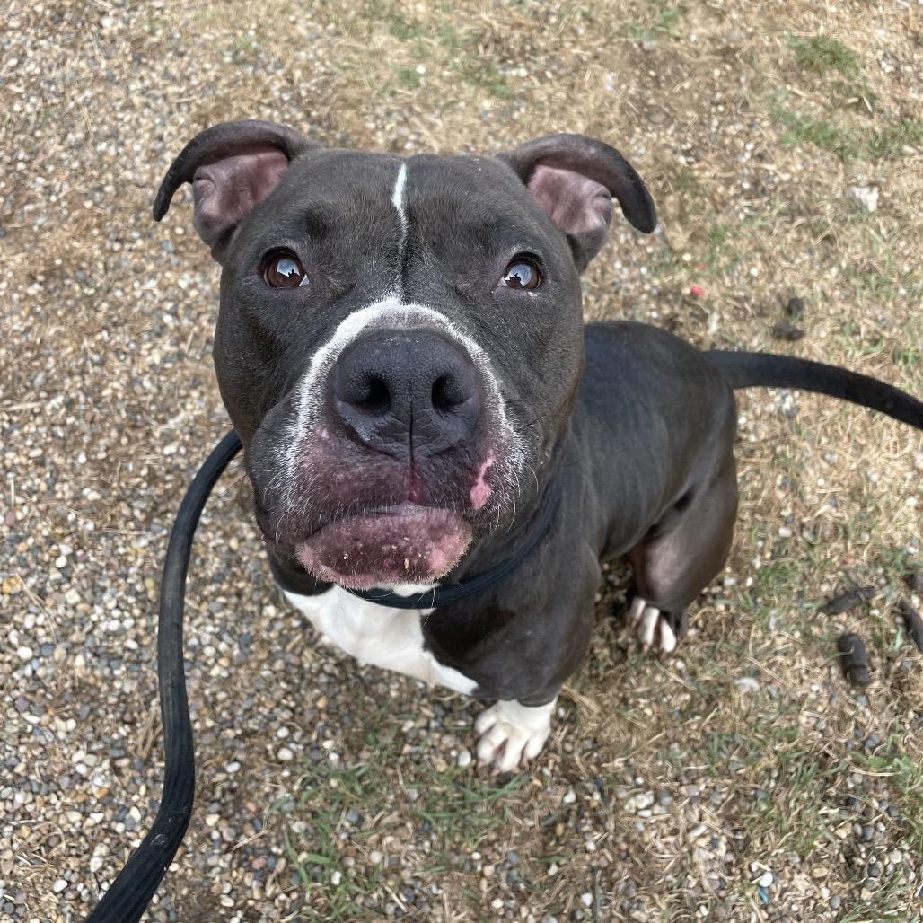 Enlarge Socxs, a Adoptable American Bulldog in West Des Moines, IA image 2/4