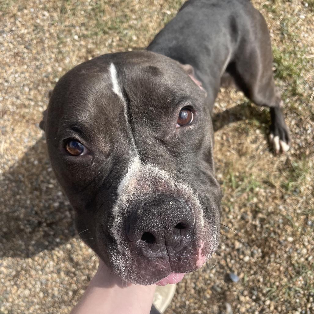 Enlarge Socxs, a Adoptable American Bulldog in West Des Moines, IA image 3/4