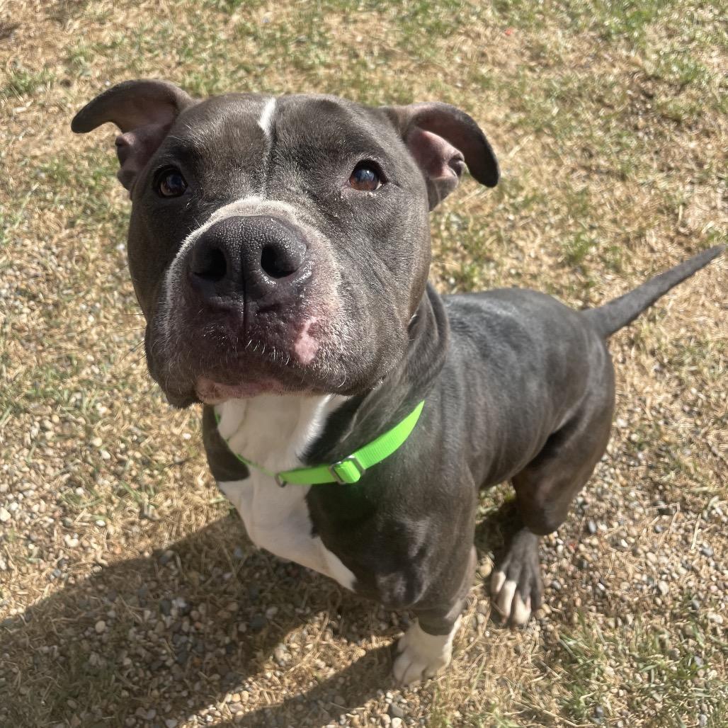 Enlarge Socxs, a Adoptable American Bulldog in West Des Moines, IA image 4/4