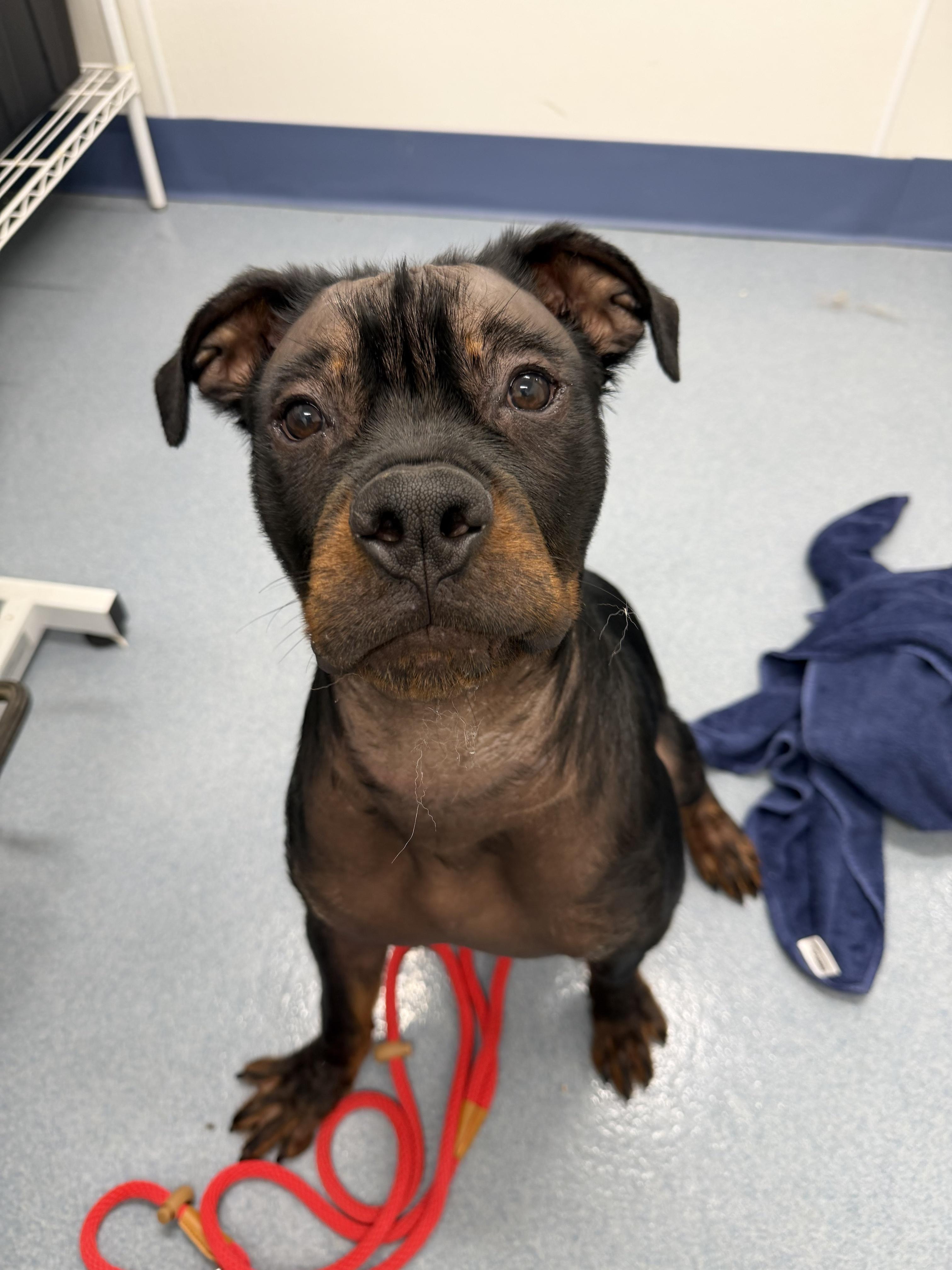 Enlarge Rolo Tag 1062, a ADOPTABLE mixed breed in Central Islip, NY image 1/1