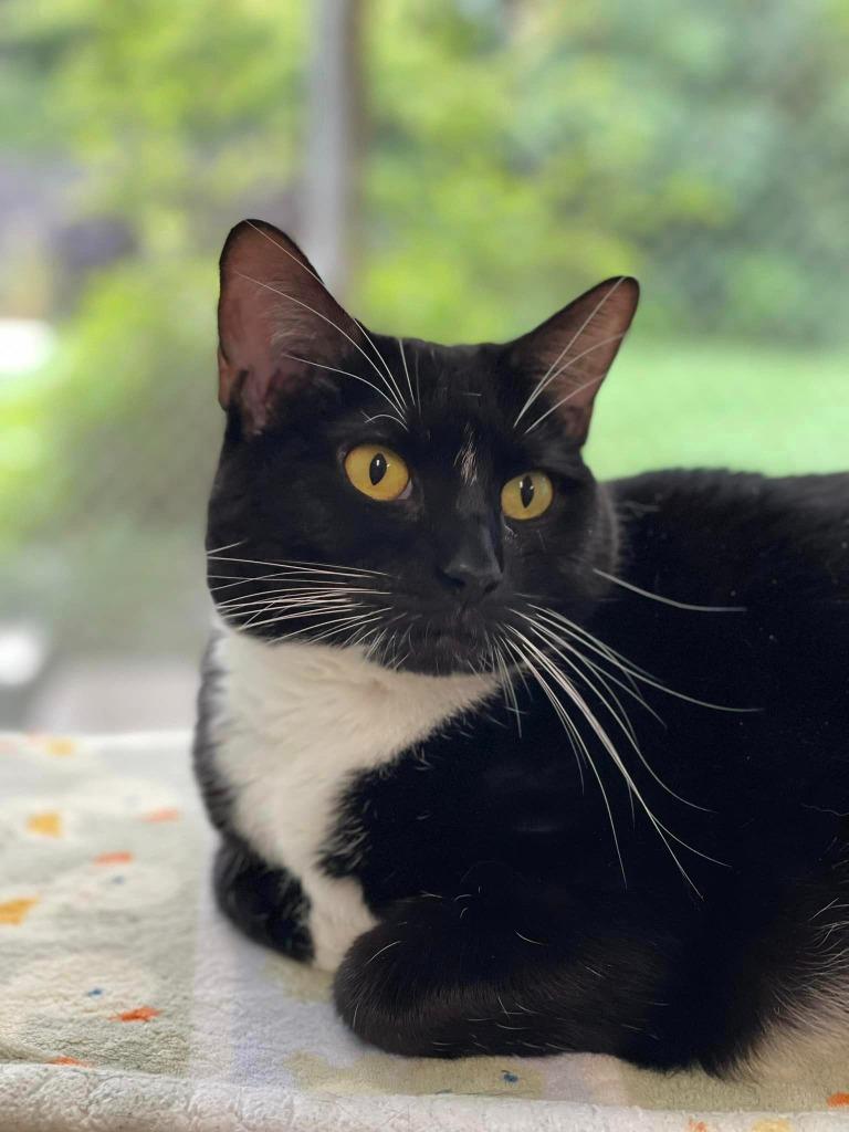 Mandy, Adoptable, Adult Female Domestic Short Hair.