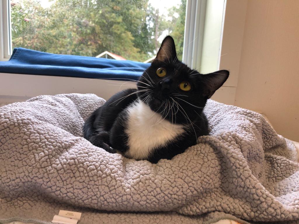 Mandy, a Adoptable mixed breed in Meriden, CT image 3/6