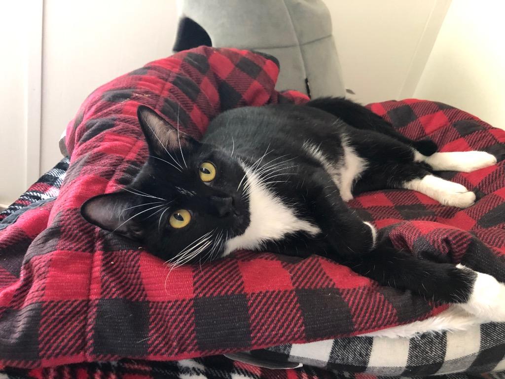 Mandy, Adoptable, Adult Female Domestic Short Hair.