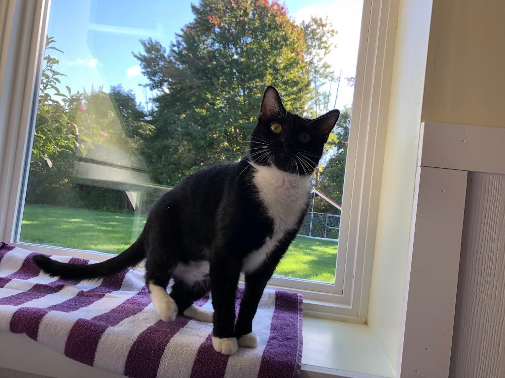 Mandy, Adoptable, Adult Female Domestic Short Hair.