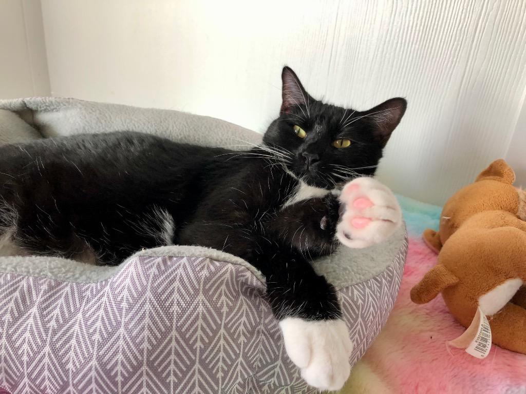 Mandy, a Adoptable mixed breed in Meriden, CT image 5/6