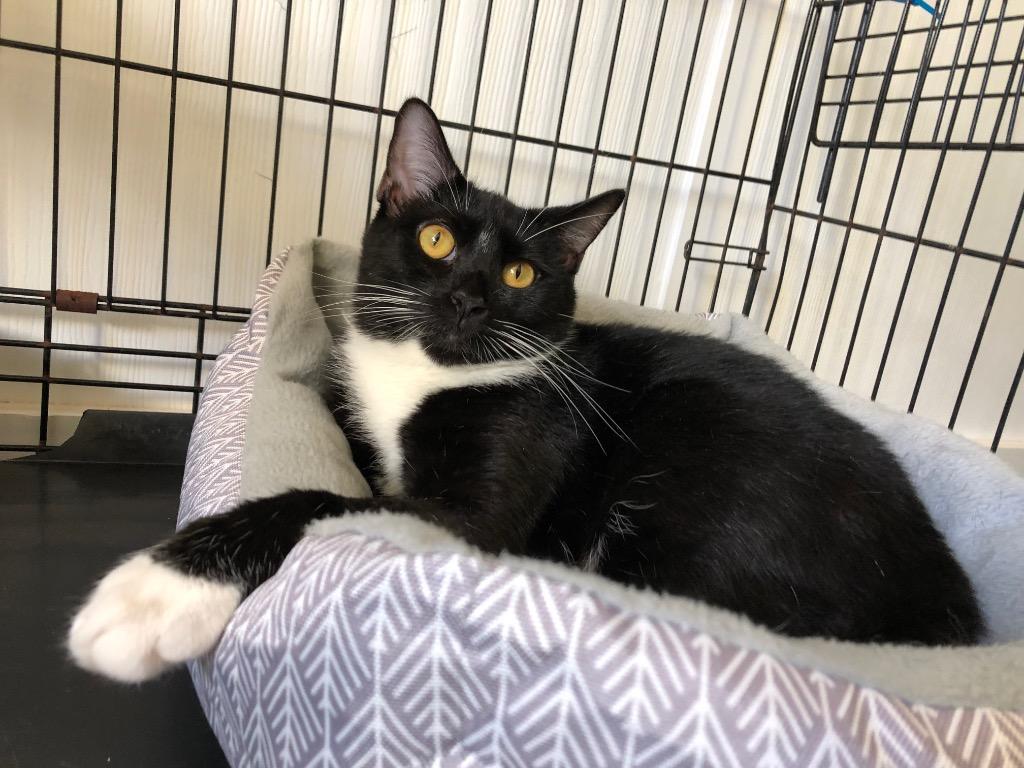 Enlarge Mandy, a Adoptable mixed breed in Meriden, CT image 5/6