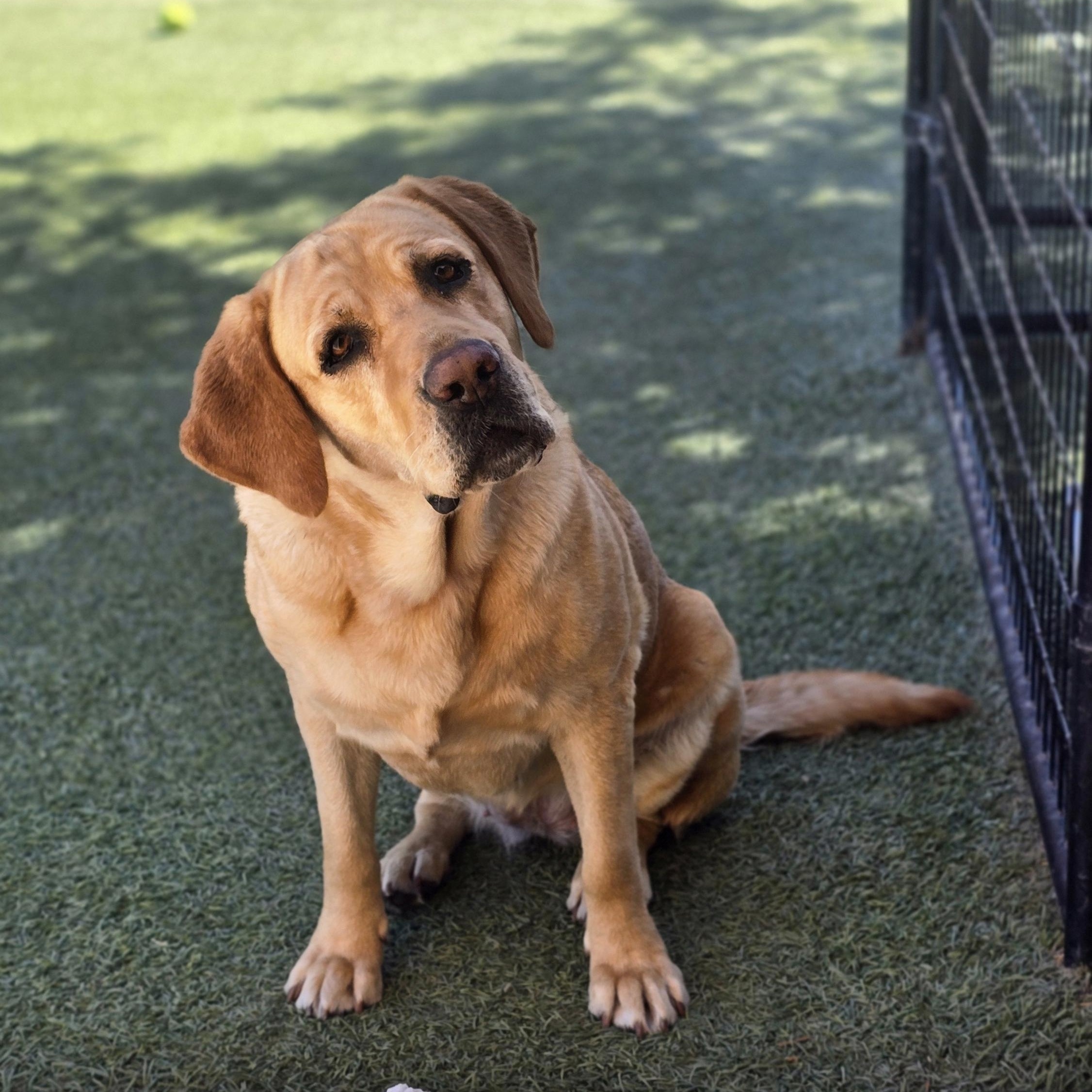 Enlarge Taffy, a ADOPTABLE Yellow Labrador Retriever in Tracy, CA image 1/5