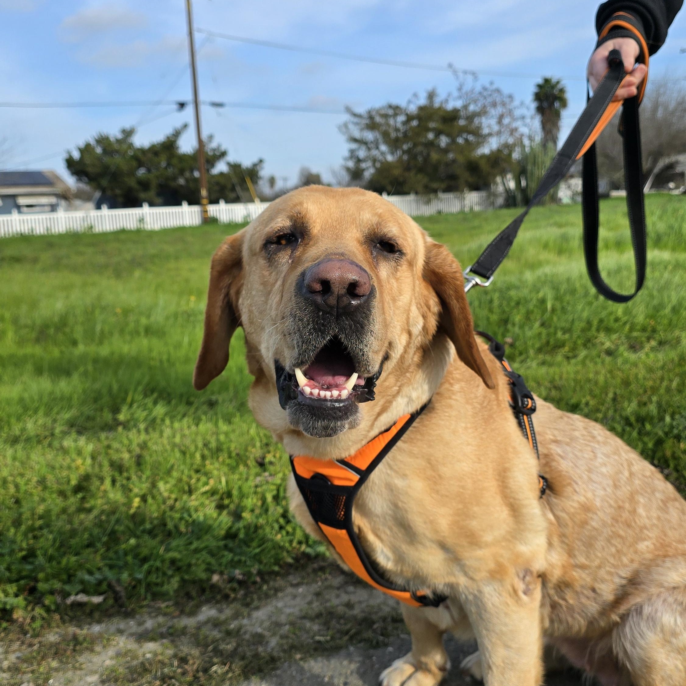 Enlarge Taffy, a ADOPTABLE Yellow Labrador Retriever in Tracy, CA image 1/3