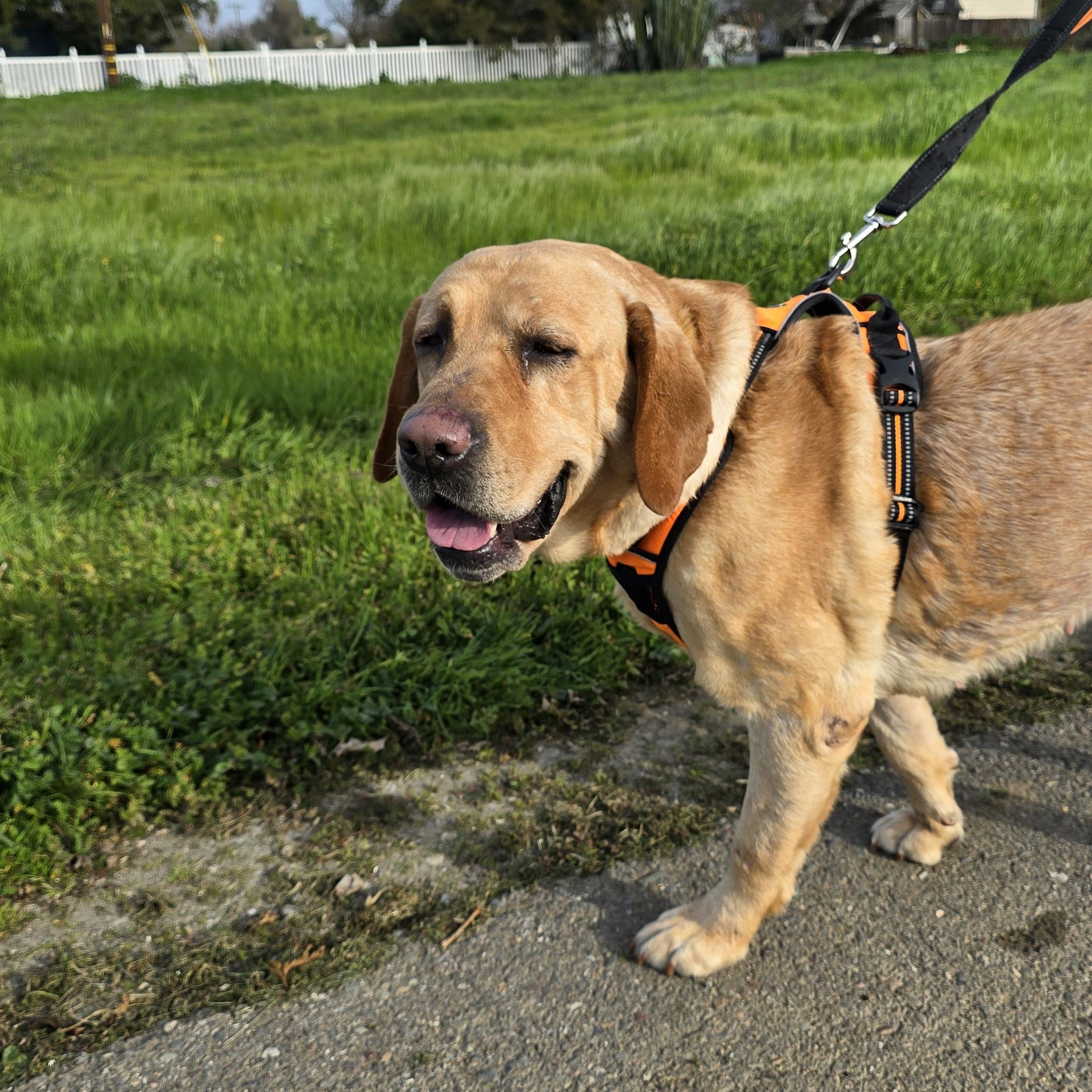 Enlarge Taffy, a ADOPTABLE Yellow Labrador Retriever in Tracy, CA image 2/3