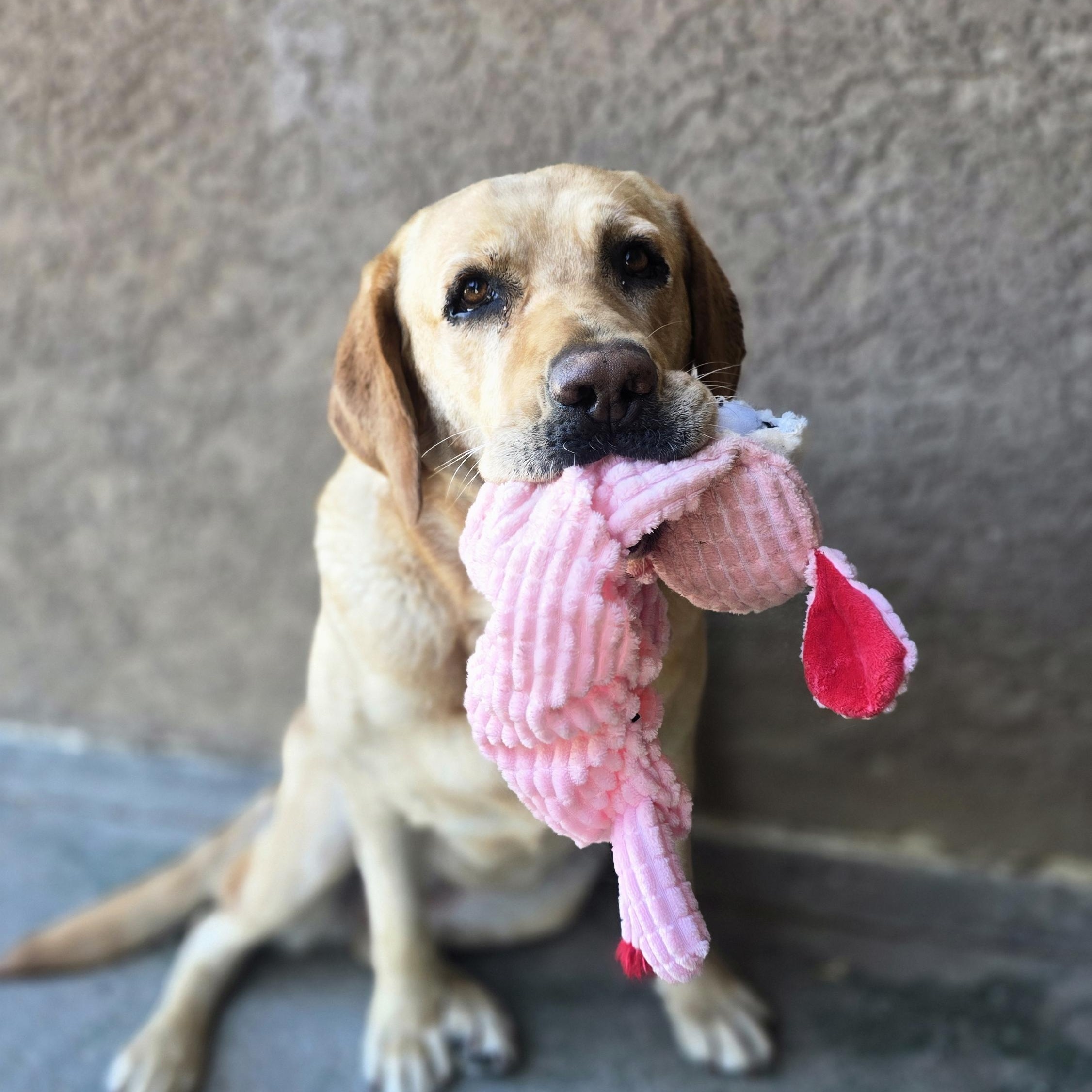 Enlarge Taffy, a ADOPTABLE Yellow Labrador Retriever in Tracy, CA image 3/5
