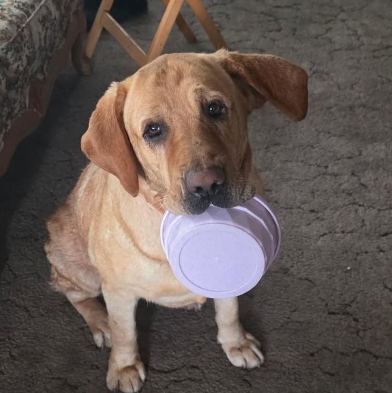 Enlarge Taffy, a ADOPTABLE Yellow Labrador Retriever in Tracy, CA image 3/3