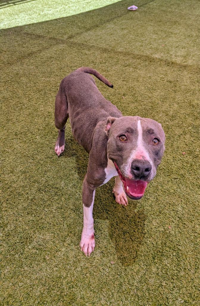 Carolina, Adoptable, Young Female Staffordshire Bull Terrier.