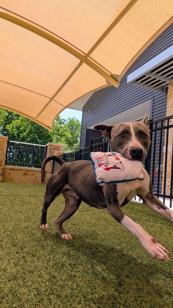 Carolina, a Adoptable Staffordshire Bull Terrier in Seguin, TX image 2/3