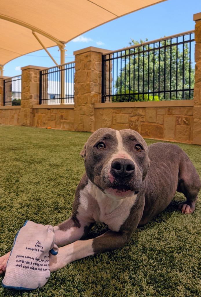Carolina, a Adoptable Staffordshire Bull Terrier in Seguin, TX image 3/3