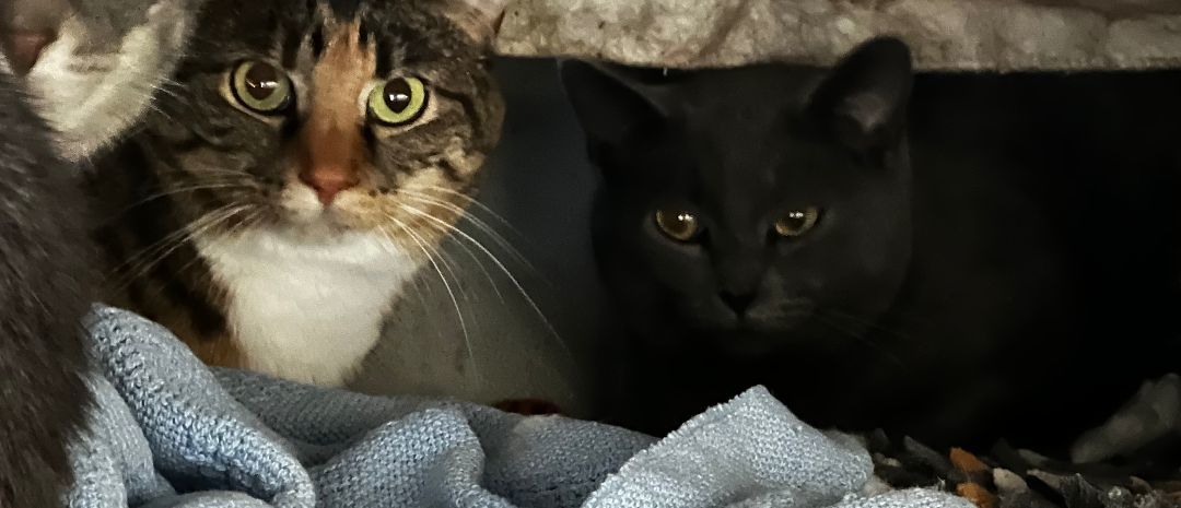 Enlarge James and Isabella, a Adoptable American Shorthair in Jackson, MO image 1/1