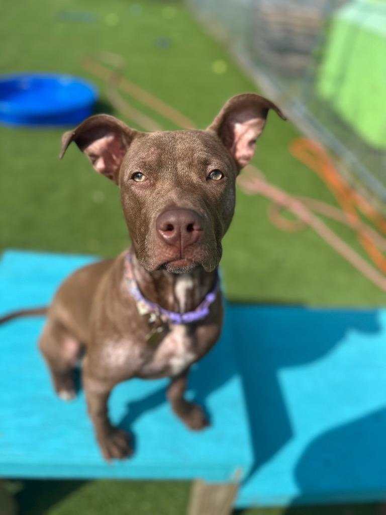 Princess, Adoptable, Puppy Female Mixed Breed.
