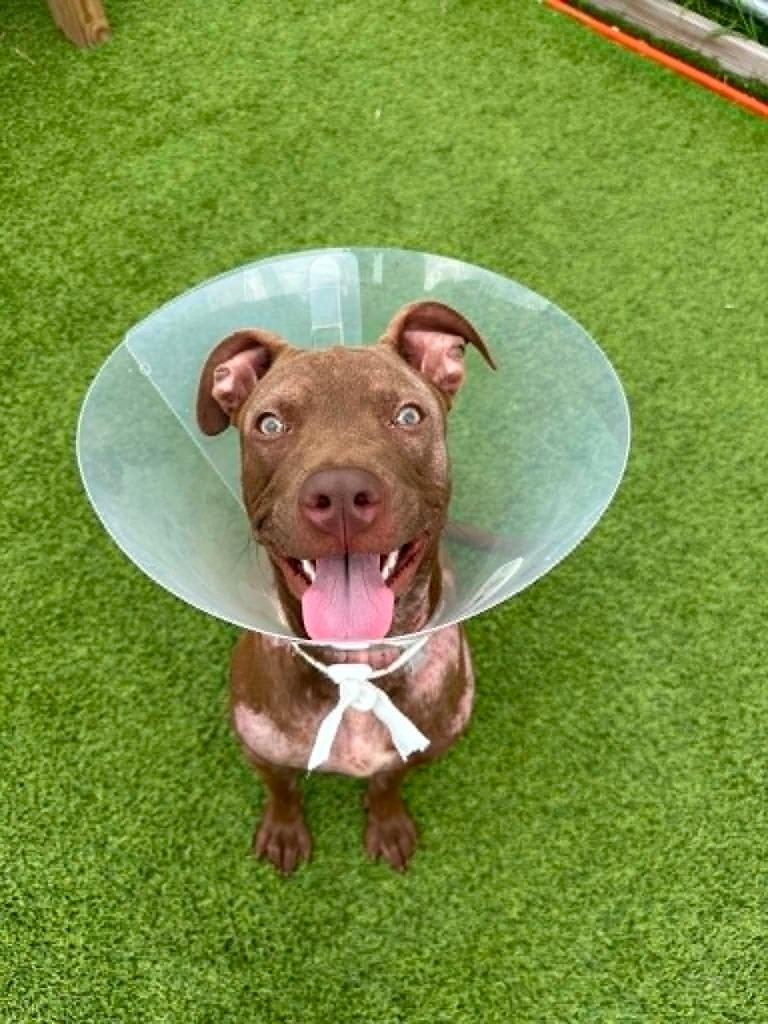 Princess, Adoptable, Puppy Female Mixed Breed.
