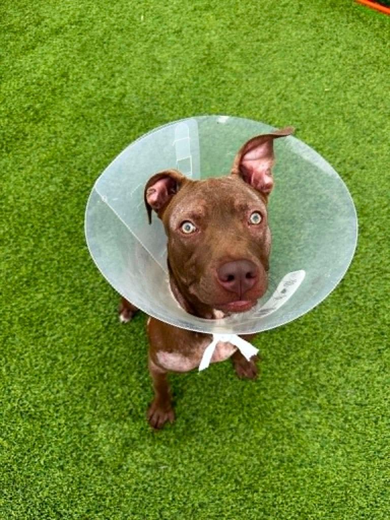 Princess, a Adoptable mixed breed in Detroit, MI image 2/3