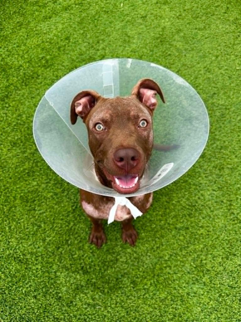 Princess, a Adoptable mixed breed in Detroit, MI image 3/3