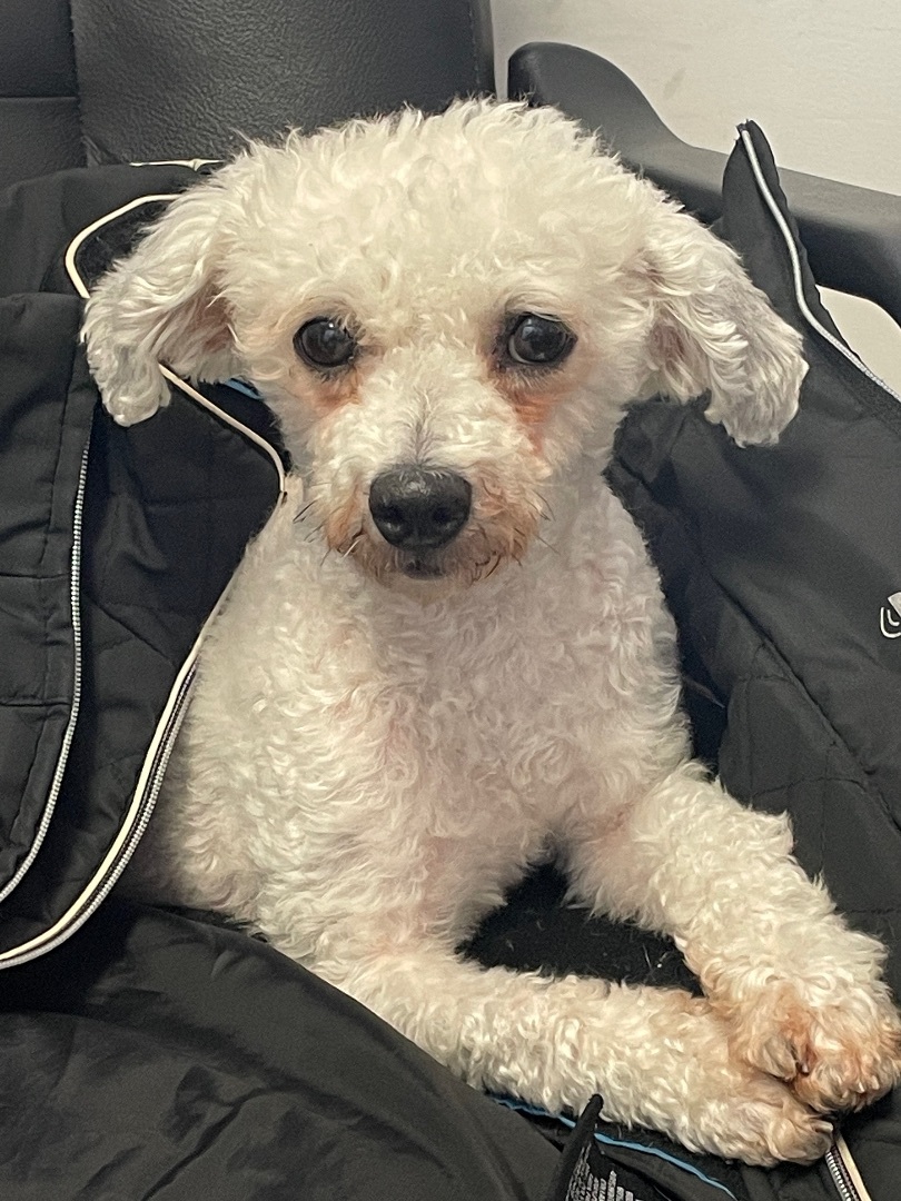 Emmy, Adopted, Young Female Poodle.