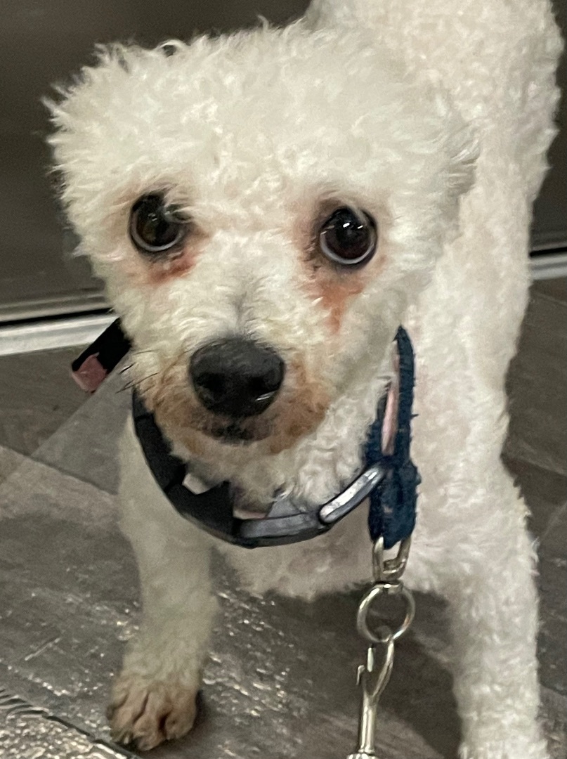 Enlarge Emmy, a Adopted mixed breed in Englewood, NJ image 2/12