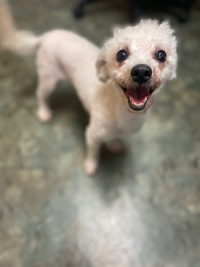 Enlarge Emmy, a Adopted mixed breed in Englewood, NJ image 3/12