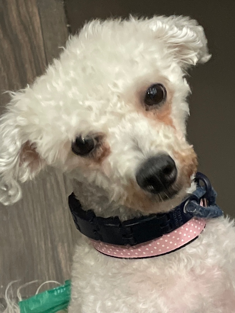 Enlarge Emmy, a Adopted mixed breed in Englewood, NJ image 4/12