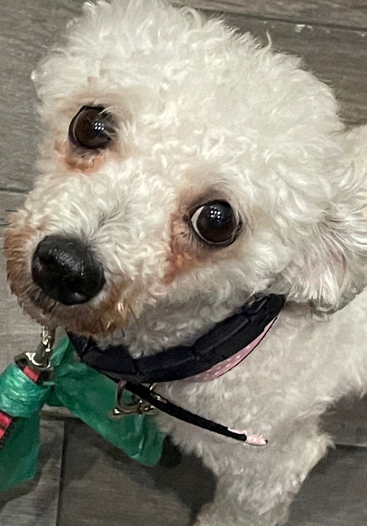 Enlarge Emmy, a Adopted mixed breed in Englewood, NJ image 5/12