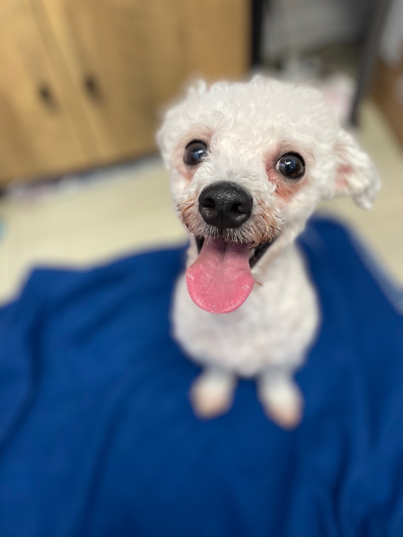 Enlarge Emmy, a Adopted mixed breed in Englewood, NJ image 6/12