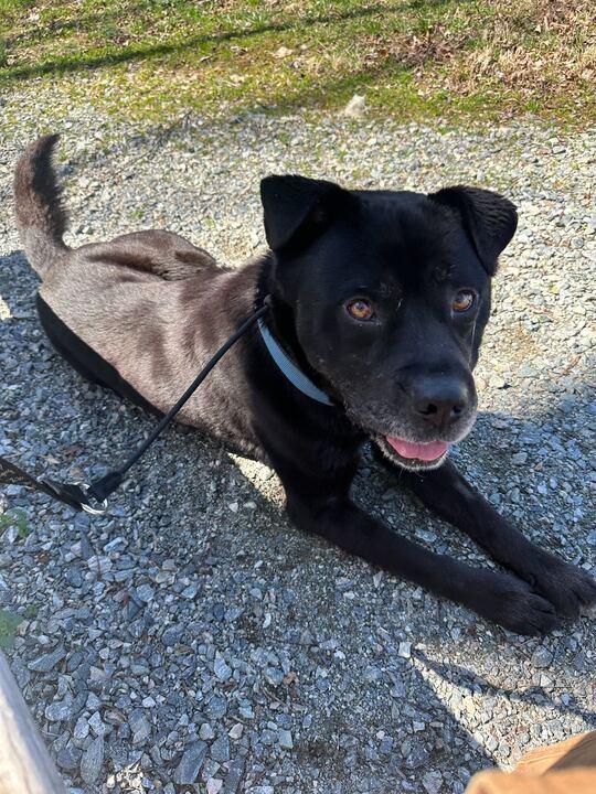 Enlarge Thor, a ADOPTABLE mixed breed in Richmond, VA image 2/5