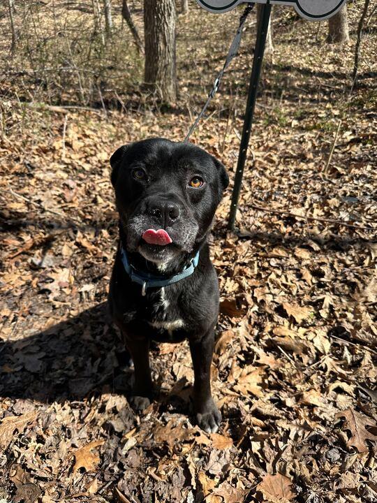 Enlarge Thor, a ADOPTABLE mixed breed in Richmond, VA image 5/5