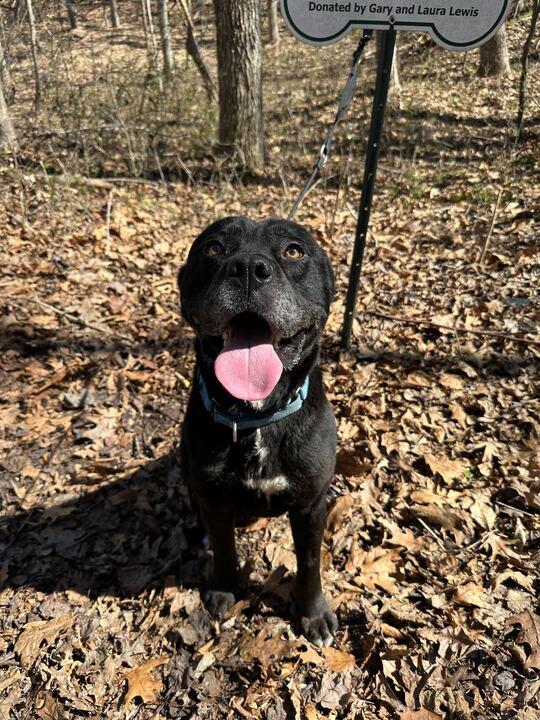Enlarge Thor, a ADOPTABLE mixed breed in Richmond, VA image 4/5