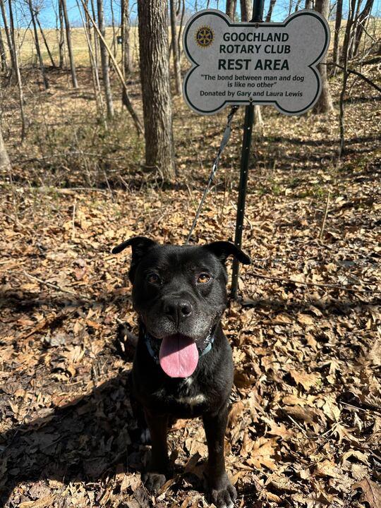 Thor, ADOPTABLE, Young Male Pit Bull Terrier.