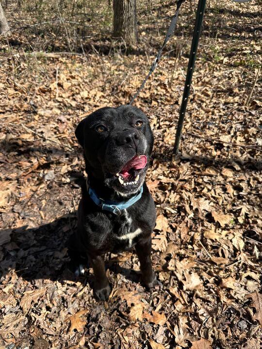 Enlarge Thor, a ADOPTABLE mixed breed in Richmond, VA image 3/5