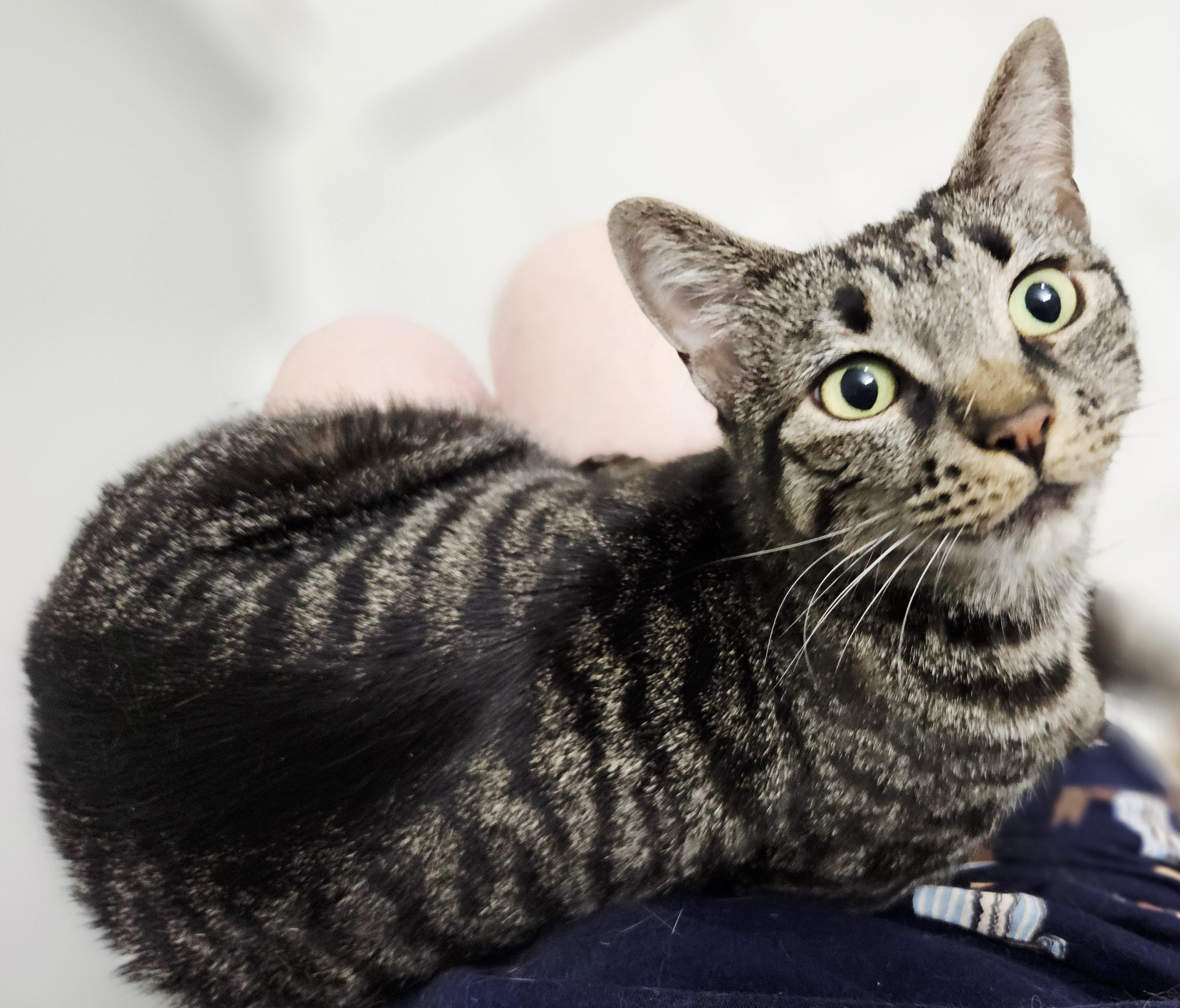 Ramona-LAP CAT, a ADOPTABLE mixed breed in Berlin, CT image 4/4
