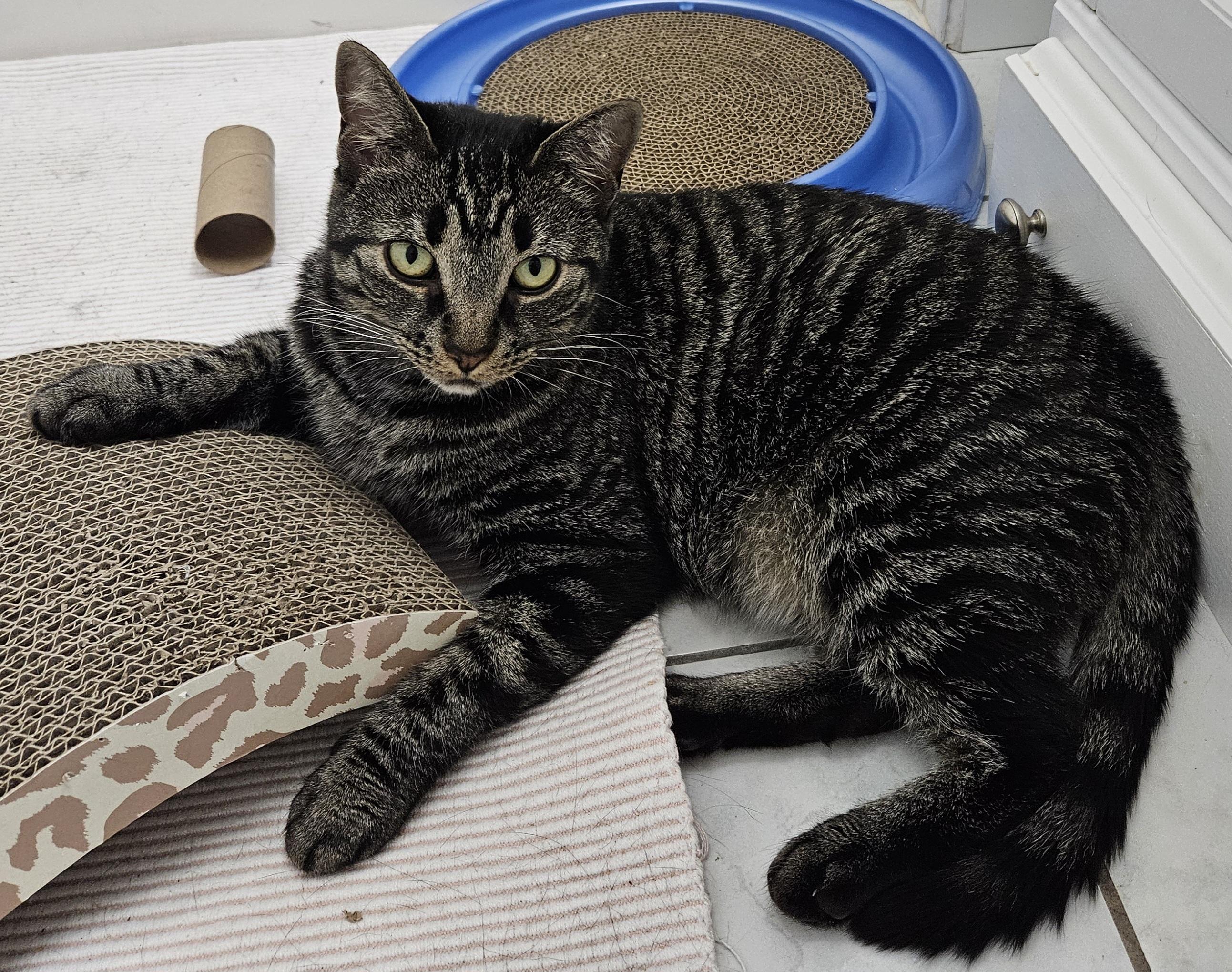 Ramona-LAP CAT, a ADOPTABLE mixed breed in Berlin, CT image 6/6